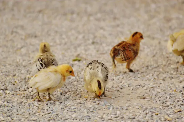 A group of birds standing on top of gravel.