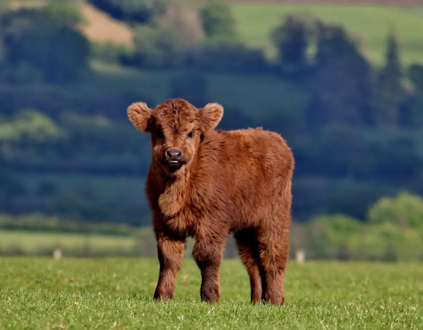 A brown cow standing in the grass near some trees