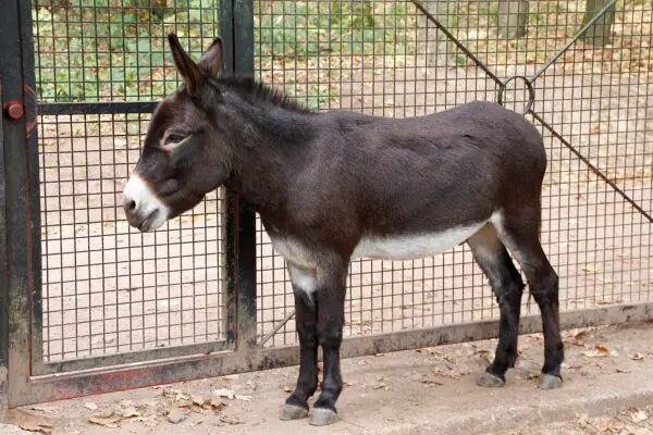 A donkey standing in front of a fence.