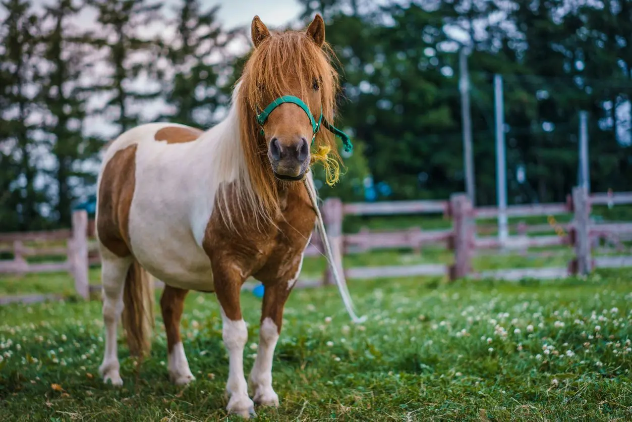 A brown and white horse standing in the grass.