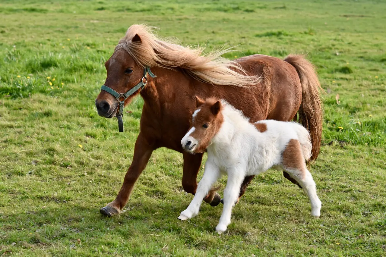 A horse and its foal in the grass.