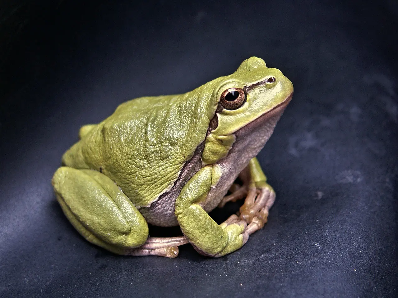 A green frog sitting on top of a tree branch.