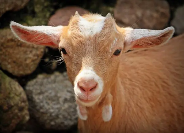 A goat with horns is standing in front of some rocks.