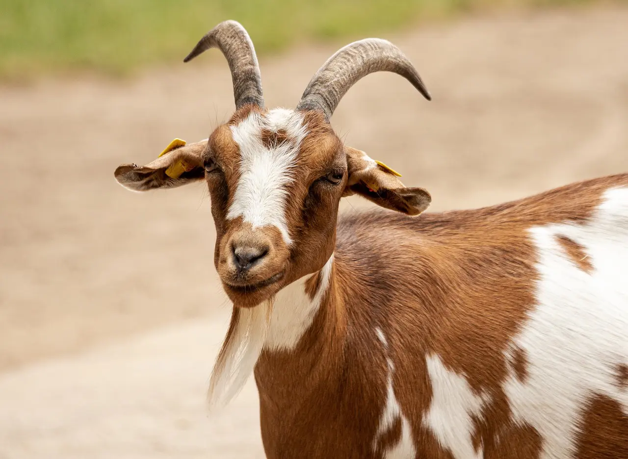 A goat with horns standing in the dirt.