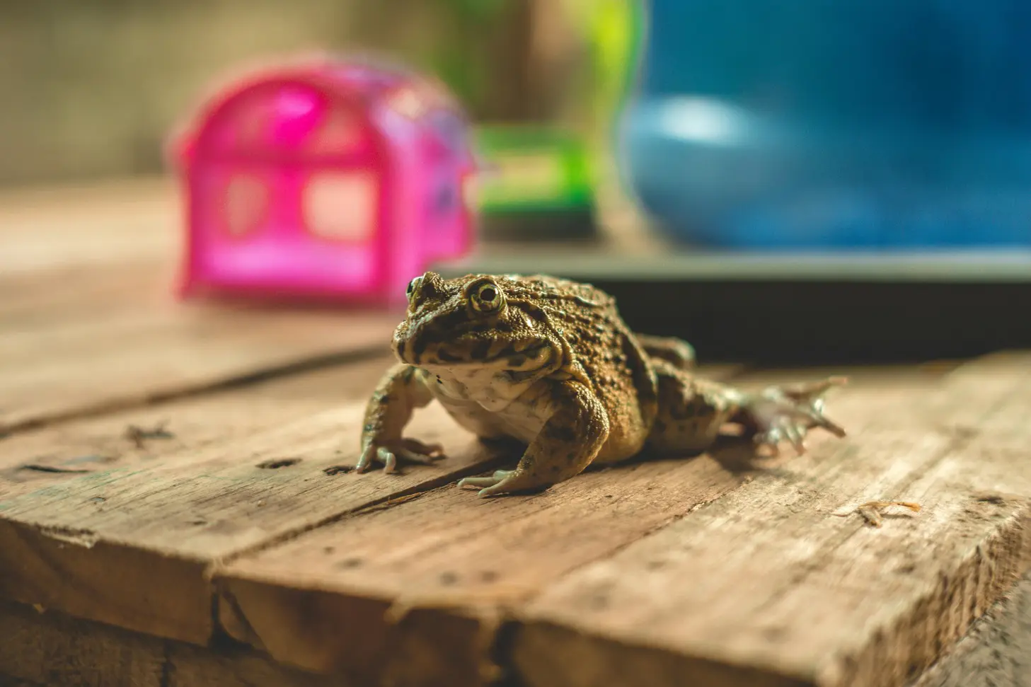 A small frog sitting on top of a wooden table.