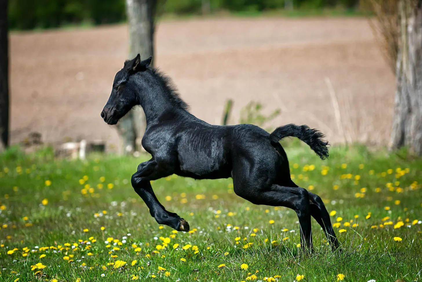 A black horse running in the grass near trees.