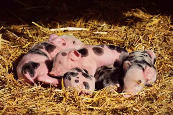 A group of baby pigs laying in hay.