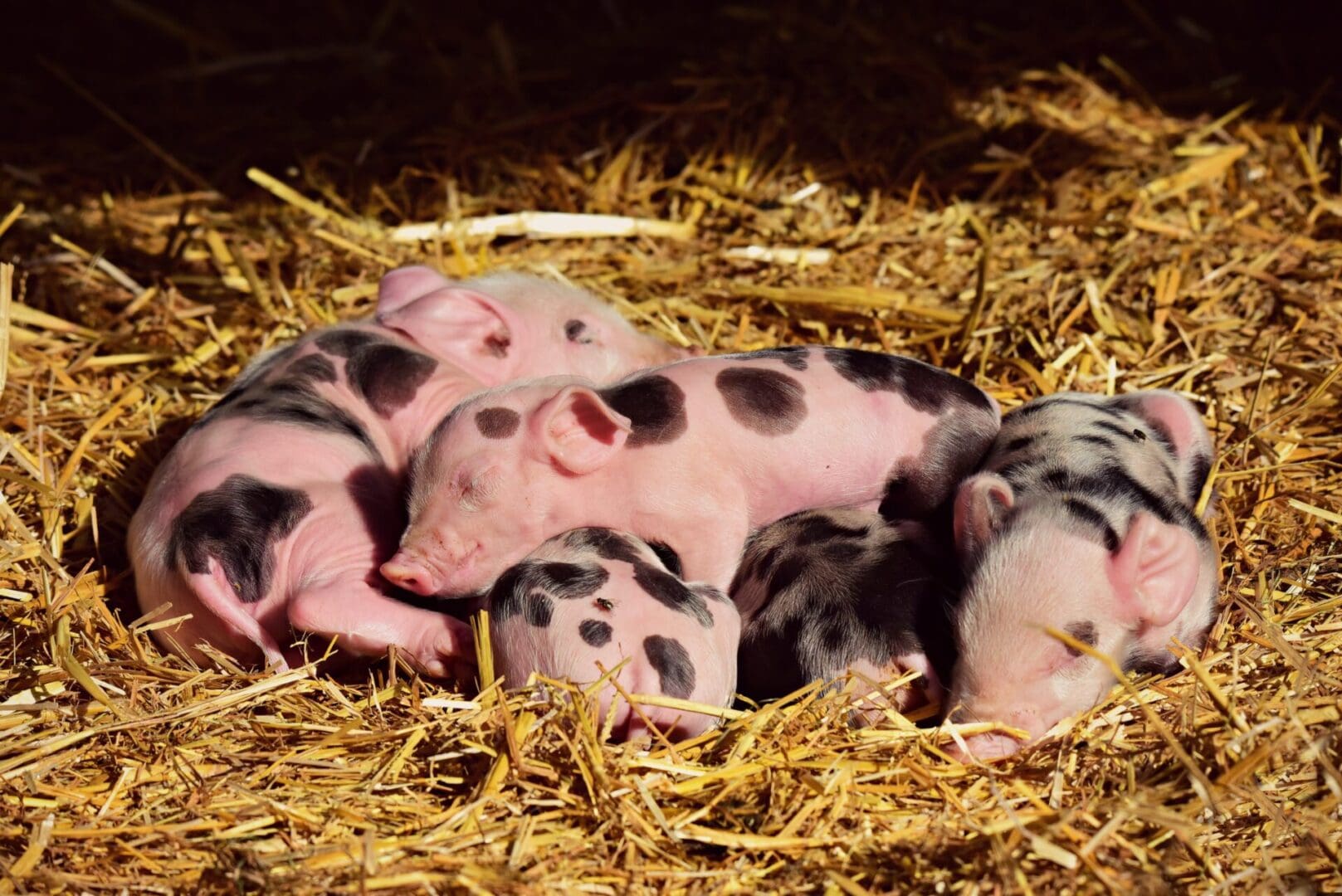 A group of baby pigs laying in hay.