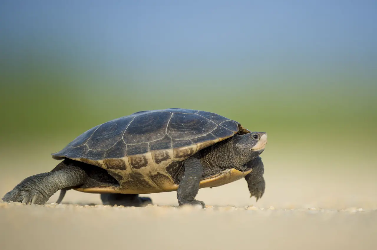 A turtle walking on the beach in front of some trees