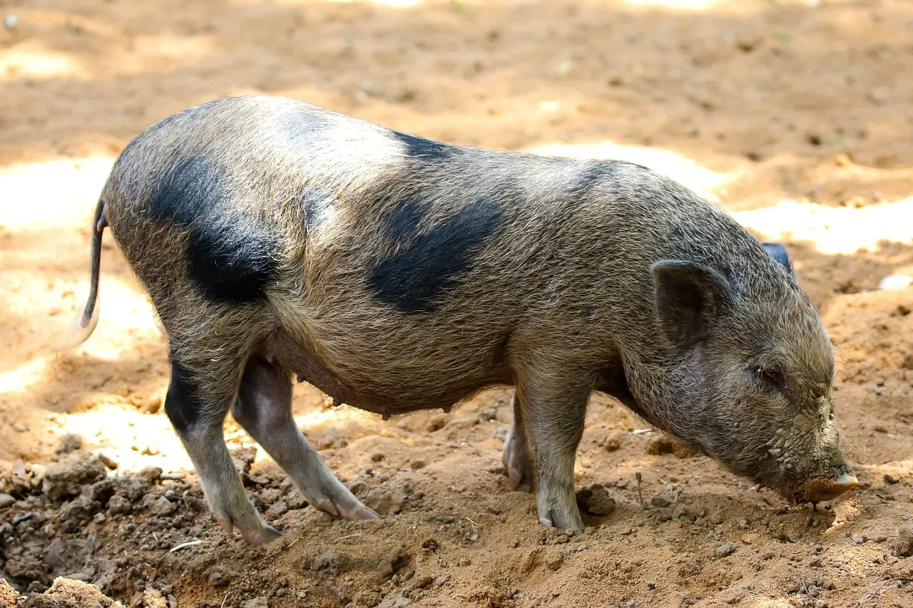 A black and white pig is standing in the dirt.